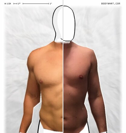 Torso Comparison