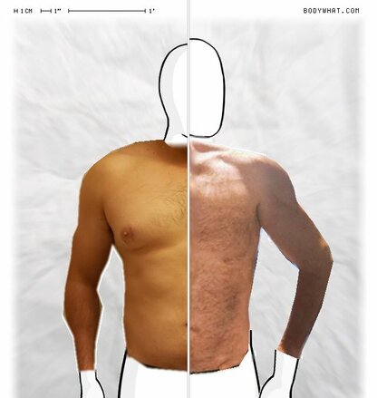 Torso Comparison