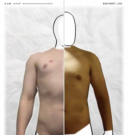 Torso Comparison