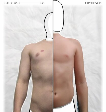 Torso Comparison