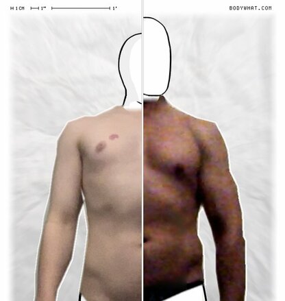 Torso Comparison