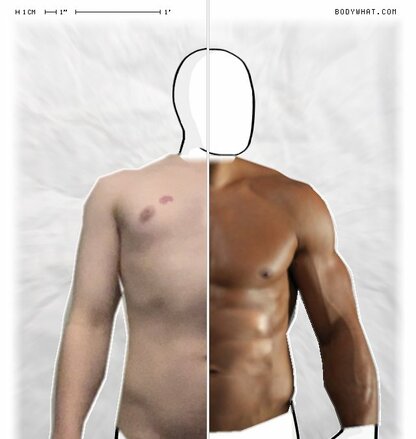 Torso Comparison