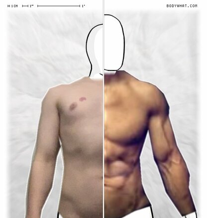 Torso Comparison