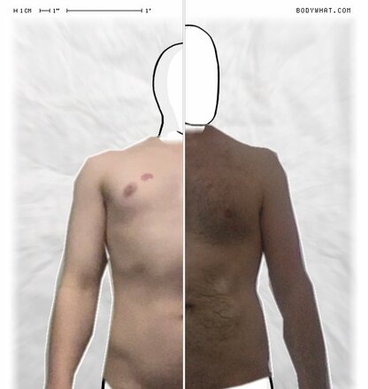 Torso Comparison
