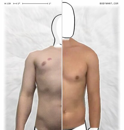 Torso Comparison