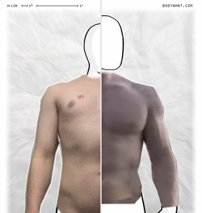 Torso Comparison