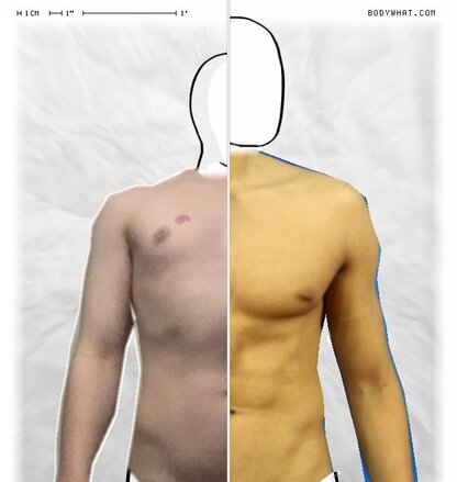 Torso Comparison