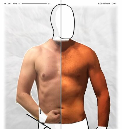 Torso Comparison