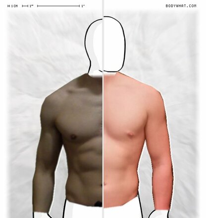 Torso Comparison