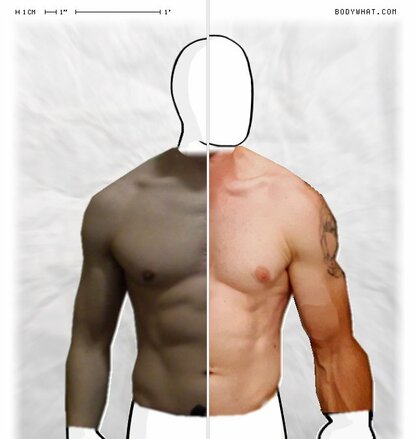 Torso Comparison