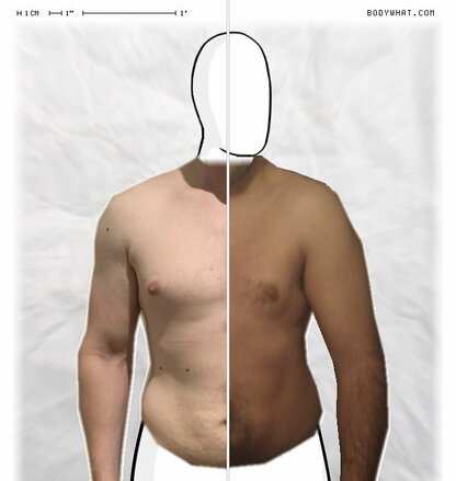 Torso Comparison