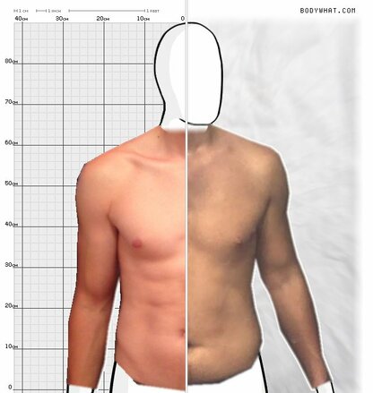 Torso Comparison