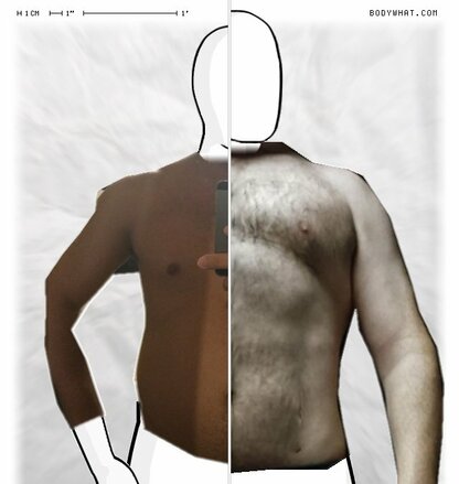 Torso Comparison