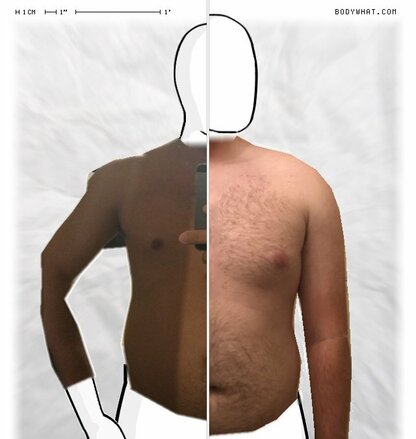 Torso Comparison