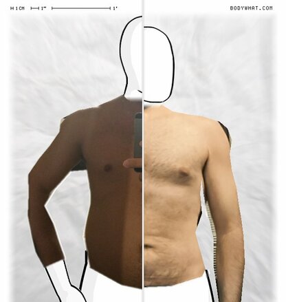 Torso Comparison