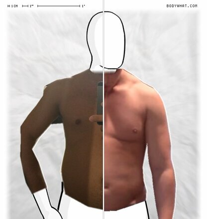 Torso Comparison