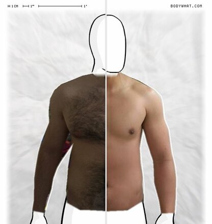 Torso Comparison