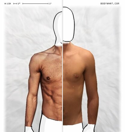 Torso Comparison