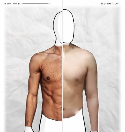 Torso Comparison