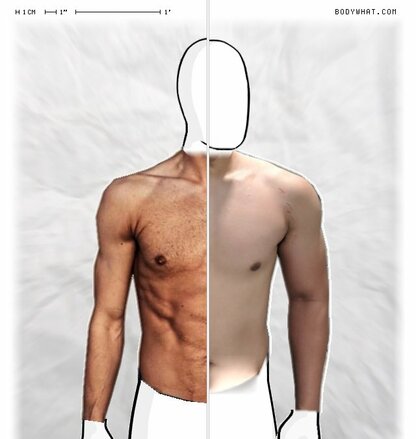 Torso Comparison