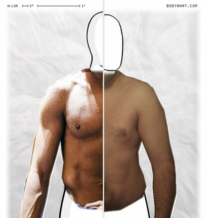 Torso Comparison