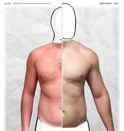 Torso Comparison