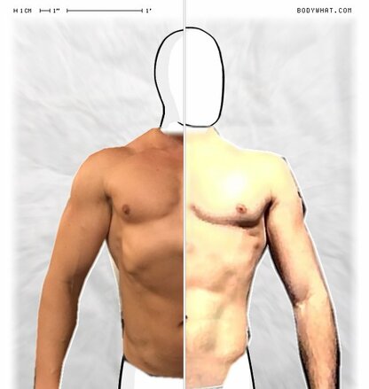 Torso Comparison
