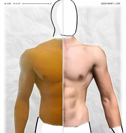 Torso Comparison