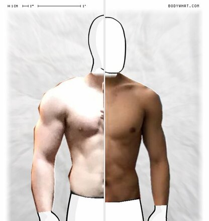 Torso Comparison