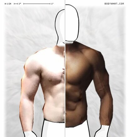 Torso Comparison