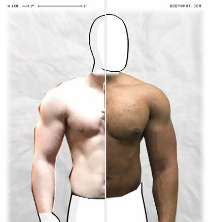 Torso Comparison