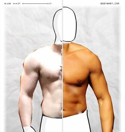 Torso Comparison