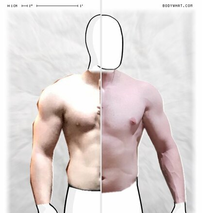 Torso Comparison