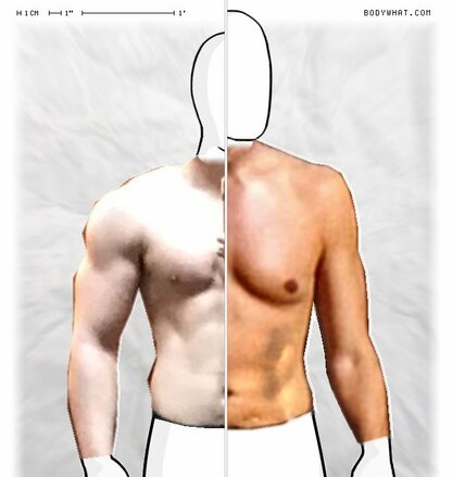 Torso Comparison