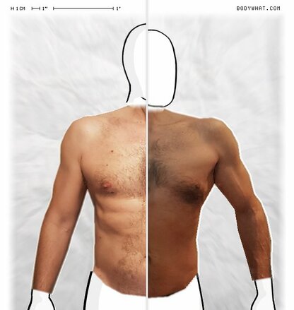 Torso Comparison