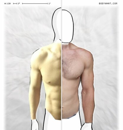 Torso Comparison