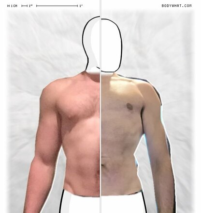 Torso Comparison