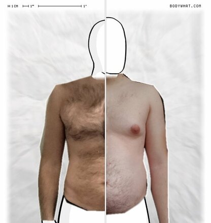 Torso Comparison