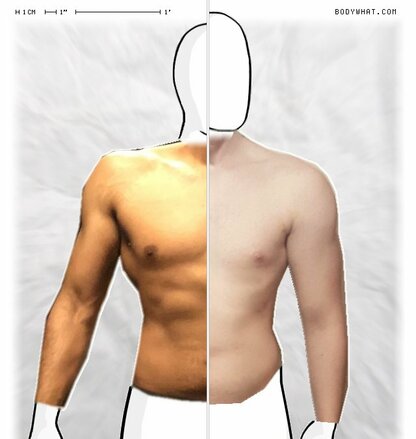 Torso Comparison