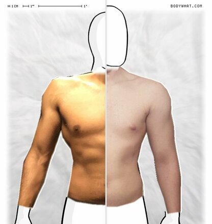 Torso Comparison