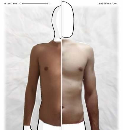 Torso Comparison