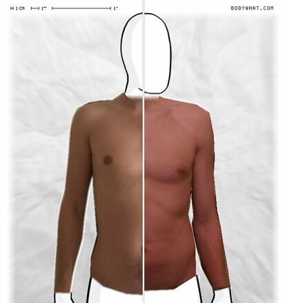 Torso Comparison