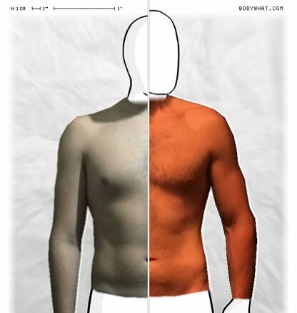 Torso Comparison