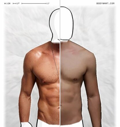 Torso Comparison