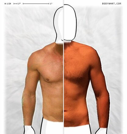 Torso Comparison