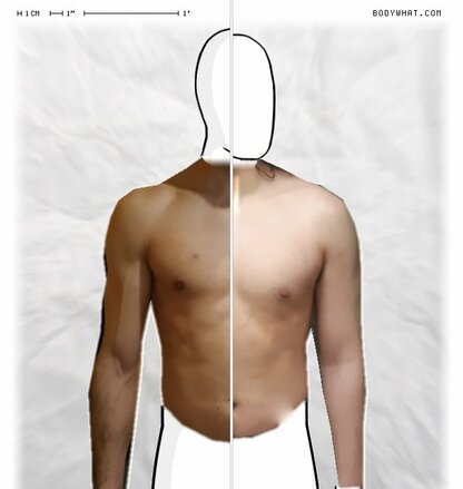 Torso Comparison