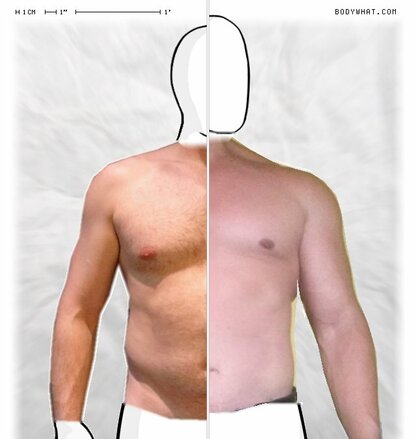 Torso Comparison