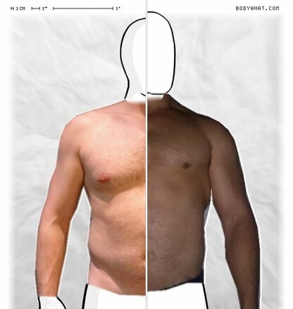 Torso Comparison