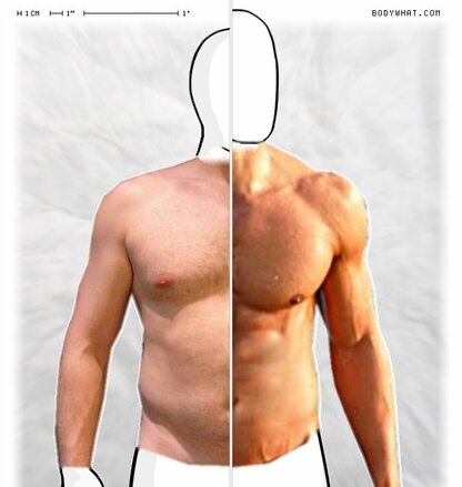 Torso Comparison