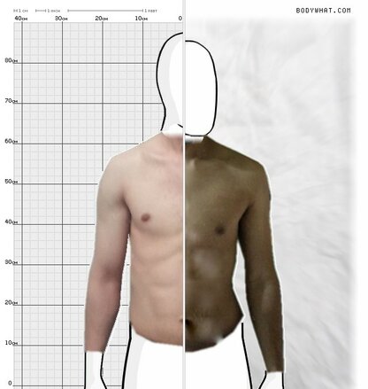 Torso Comparison